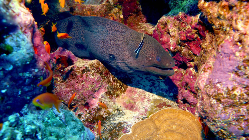 Moray Eel, Marsa Alam, Red Sea, Egypt