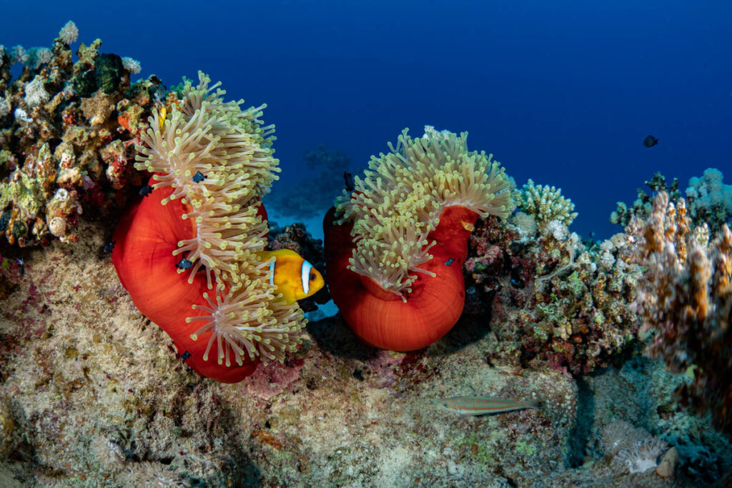 Red Sea Clownfish