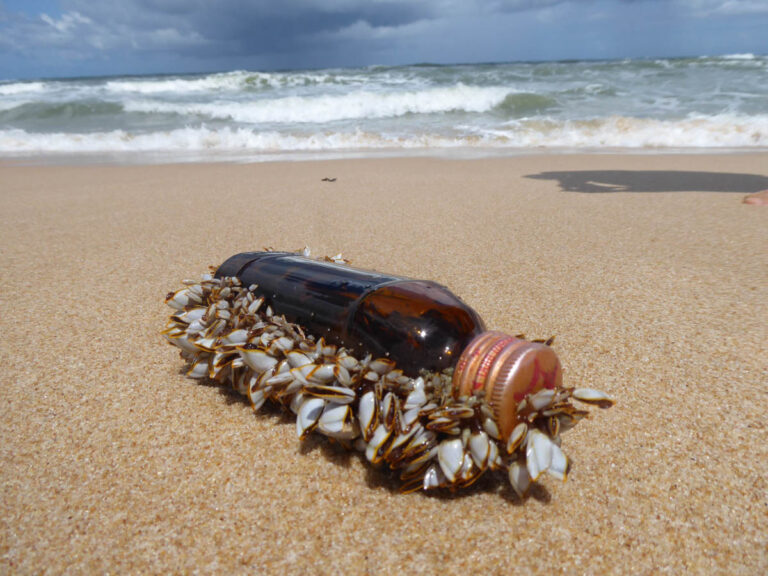 Beach Clean Lorraine Miller