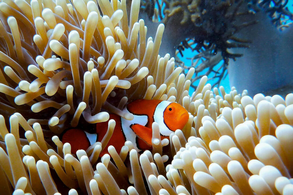 Clownfish - Great Barrier Reef, Queensland, Australia