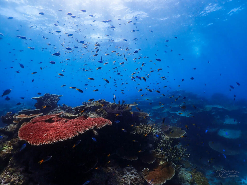 Great Barrier Reef, Australia