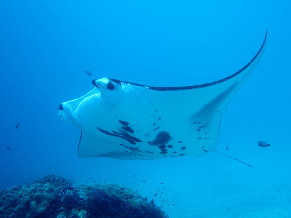 Manta Ray at Cleaning Station