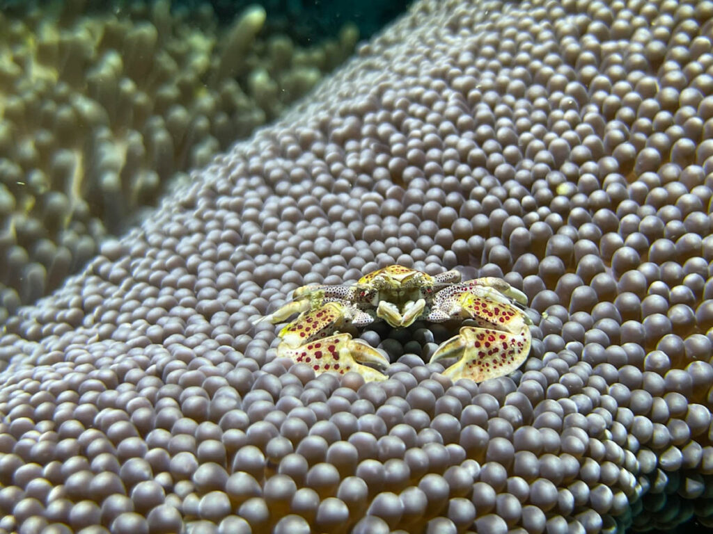 Porcelain anemone crab