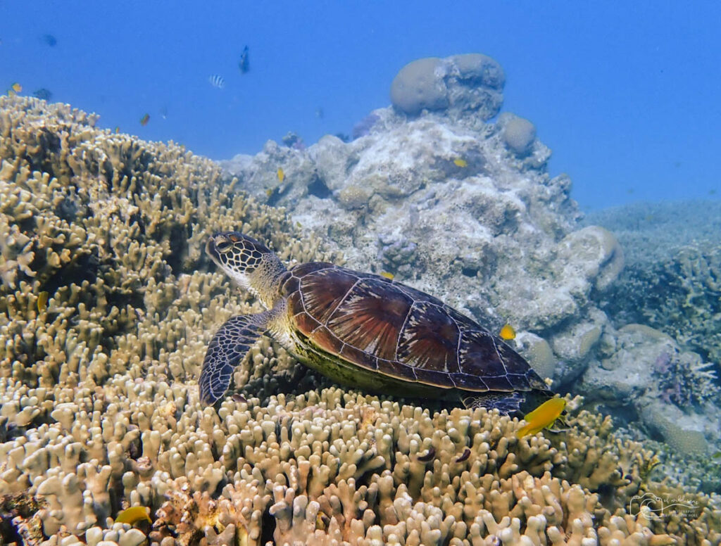 Sea turtle nap/cleaning station - Great Barrier Reef, Australia