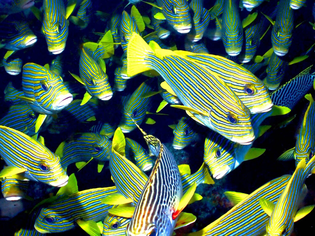 Shoal of striped Sweetlips