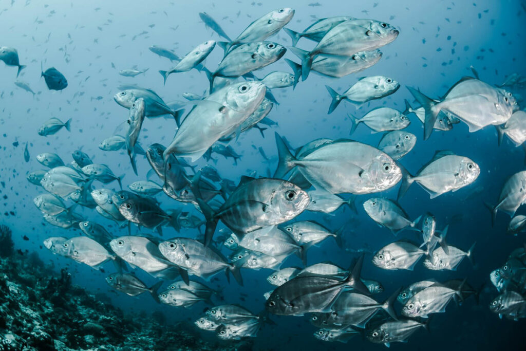 Silver Fish, Maldives