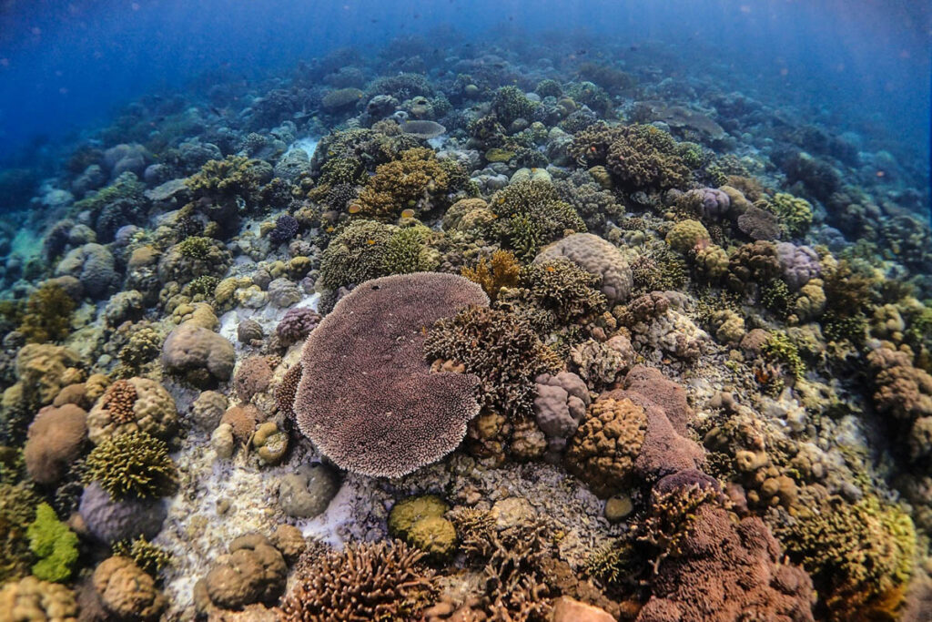 Wakatobi, South East Sulawesi, Indonesia