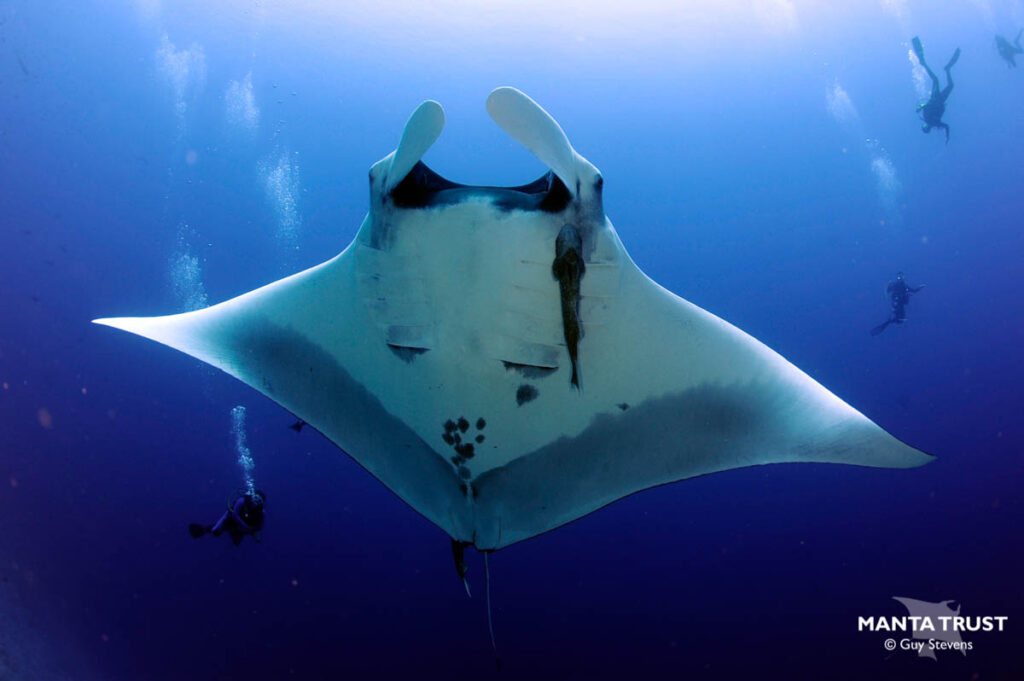 World Manta Day 2024