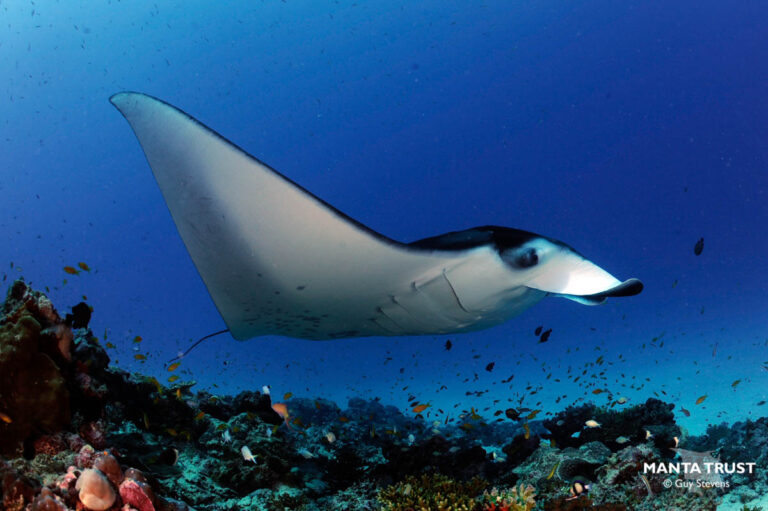 World Manta Day