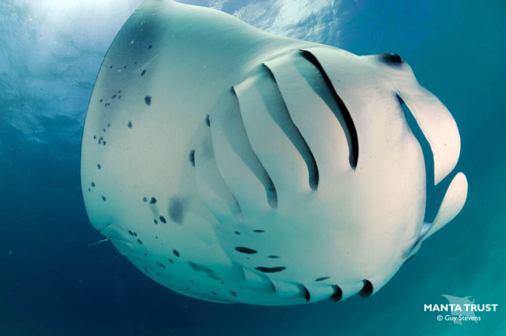 World Manta Day 2024