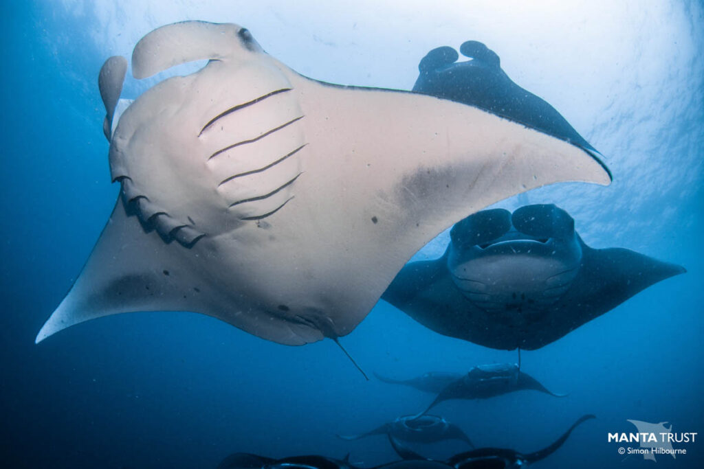 World Manta Day 2024