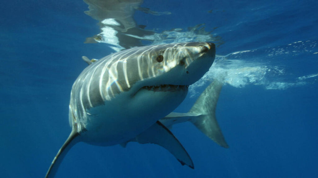 Great White Shark