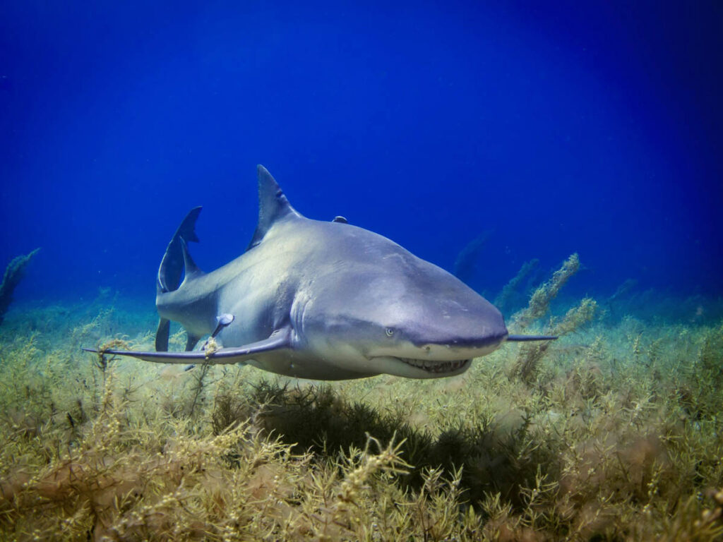 Lemon Shark