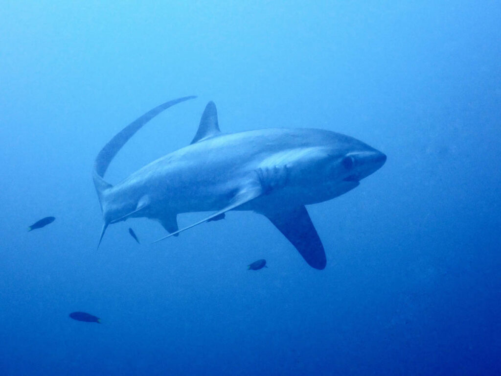 Thresher Shark, Malapascua