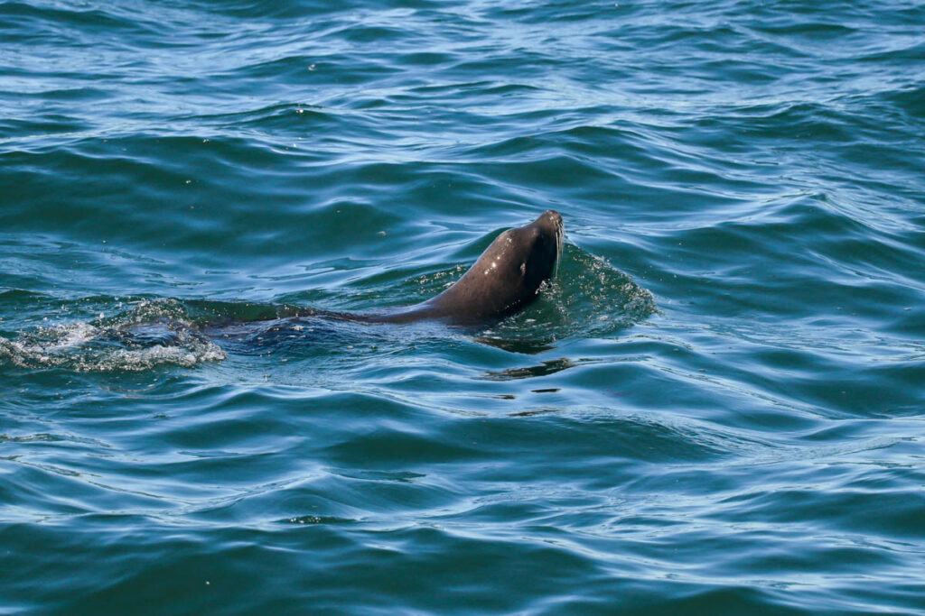 California Sea Lion