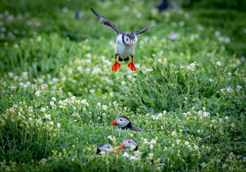 Farne Islands