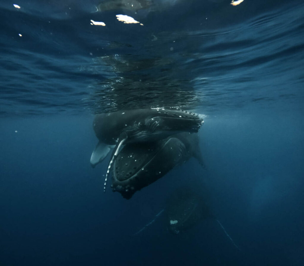 Humpback Whales