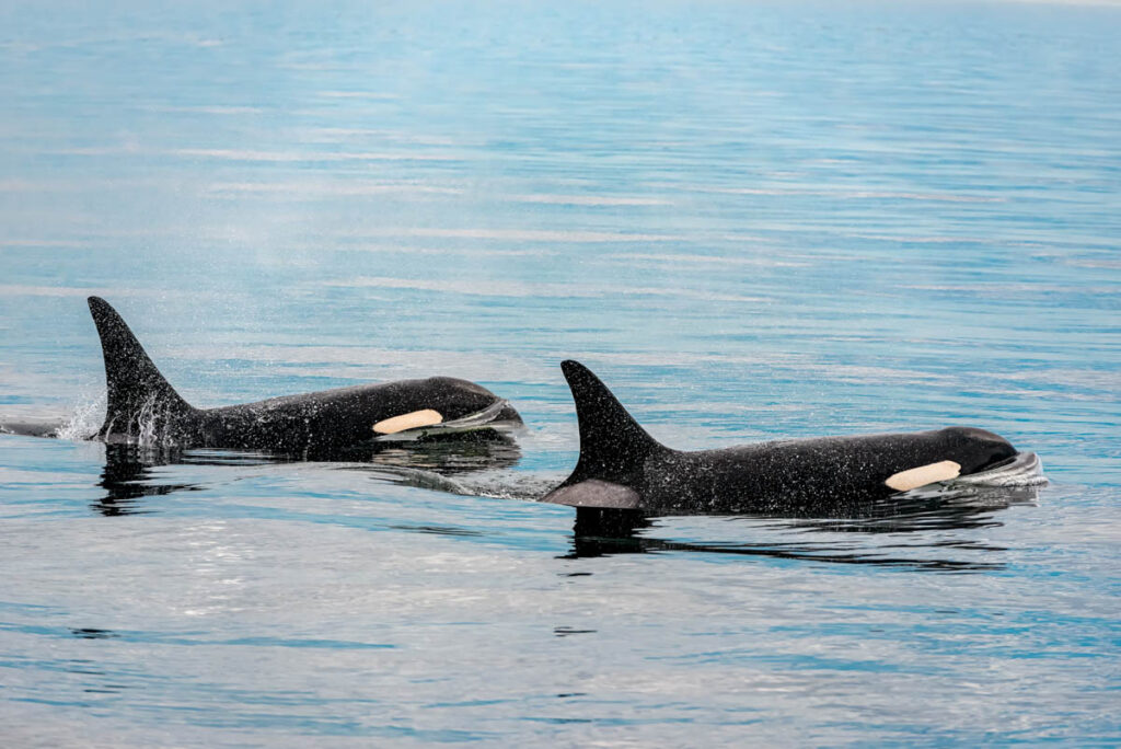 Orcas