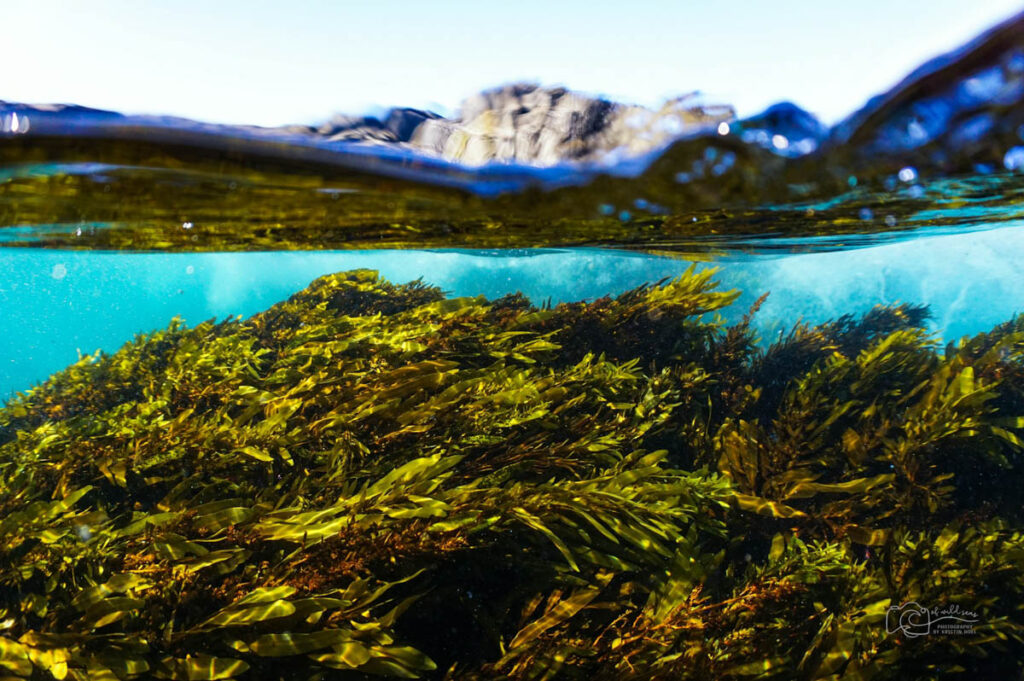 Seaweed