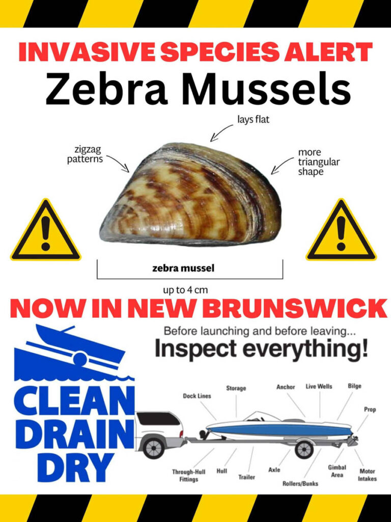 Zebra Mussels