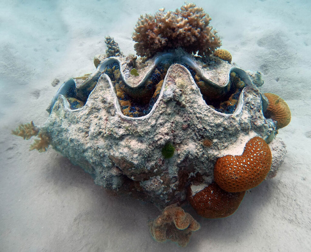 Giant Clam