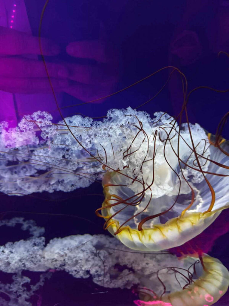 London Aquarium