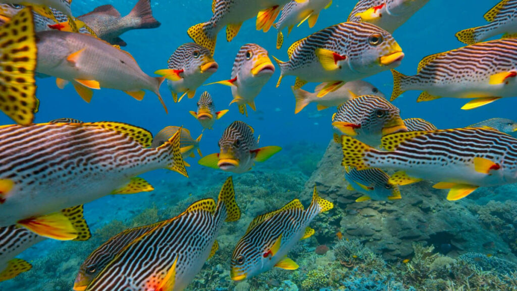 Fish on Reef