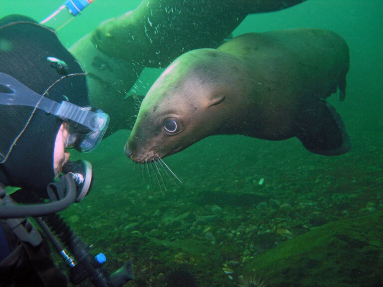 Diver with Seal