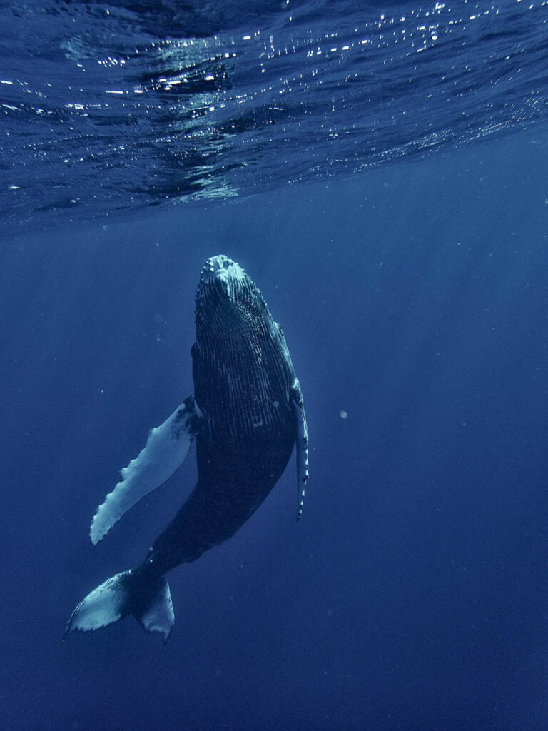 Humpback Whale Mauritius