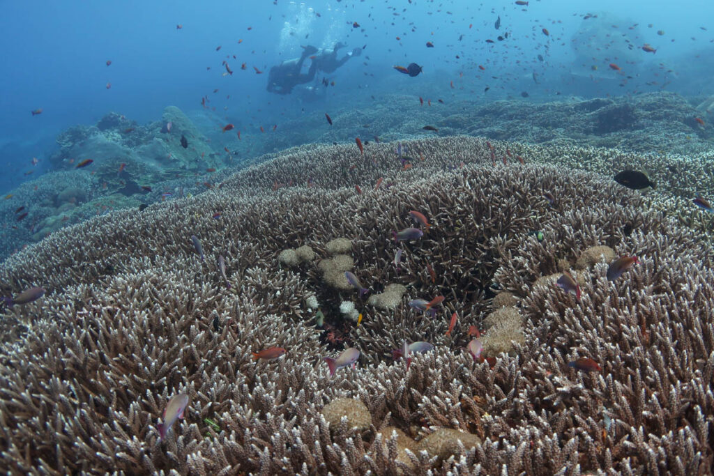 IUCN Site, Bali