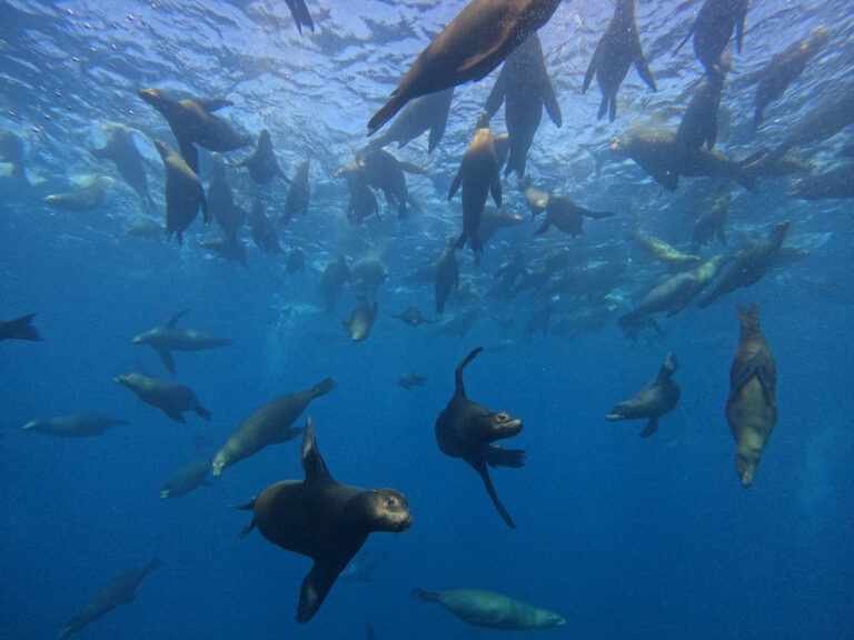 Sea Lions