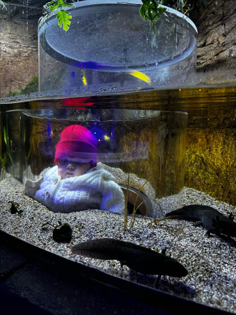 Sealife Centre, Norfolk