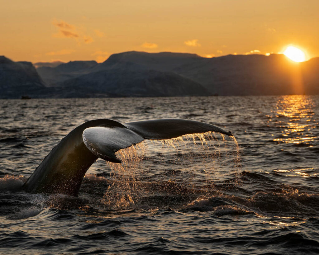 Humpback Whale