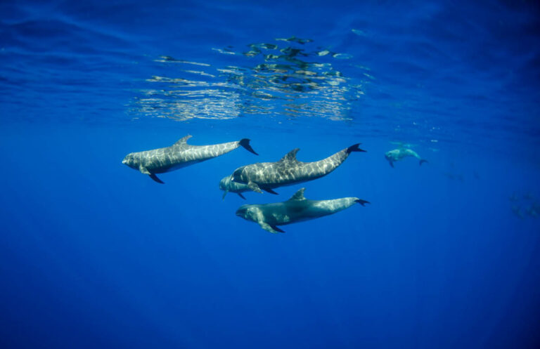 Melon Headed Whales