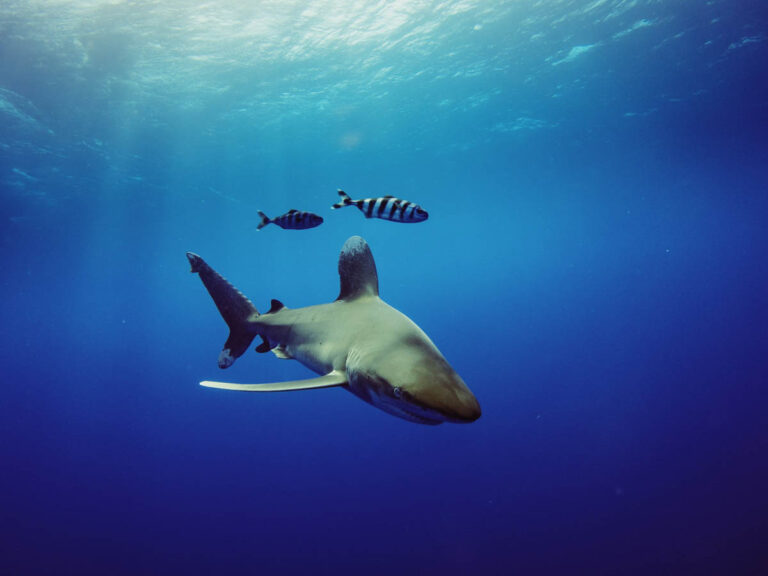 Red Sea, Egypt